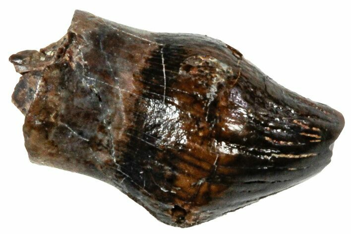 Cretaceous Fossil Dinosaur (Thescelosaurus) Tooth - Montana #306575